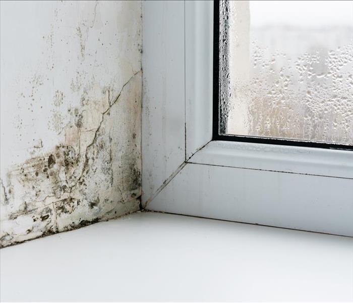 Mold in a corner, next to a window.