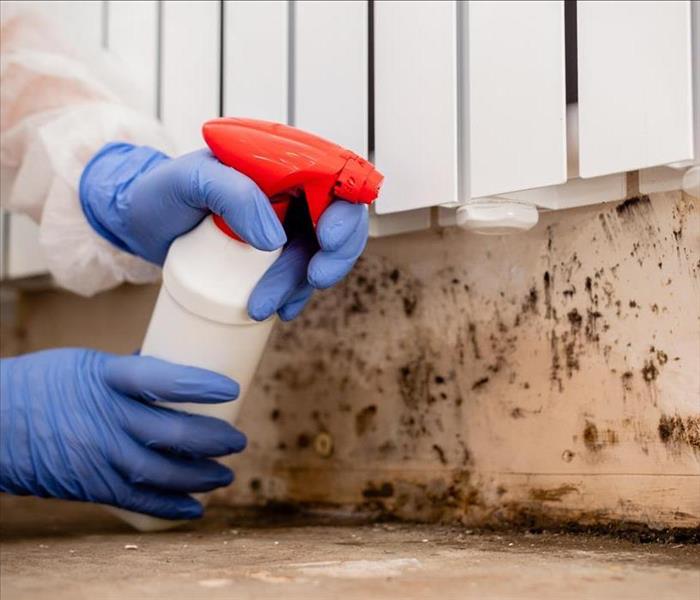 A person wearing blue, disposable gloves sprays at mold on a wall under a radiator.